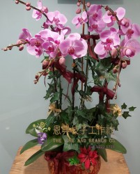 雅緻蘭花-V11