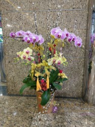 雅緻蘭花-V10
