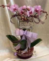 雅緻蘭花-V1