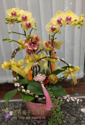 雅緻蘭花-V8
