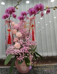 雅緻蘭花-V12