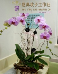 雅緻蘭花-V6