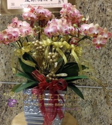 雅緻蘭花-V5