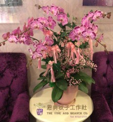 雅緻蘭花-V13